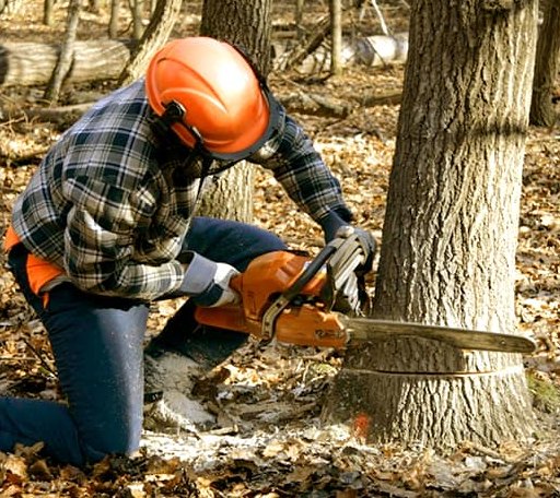 Tree Removal in Disputanta, VA